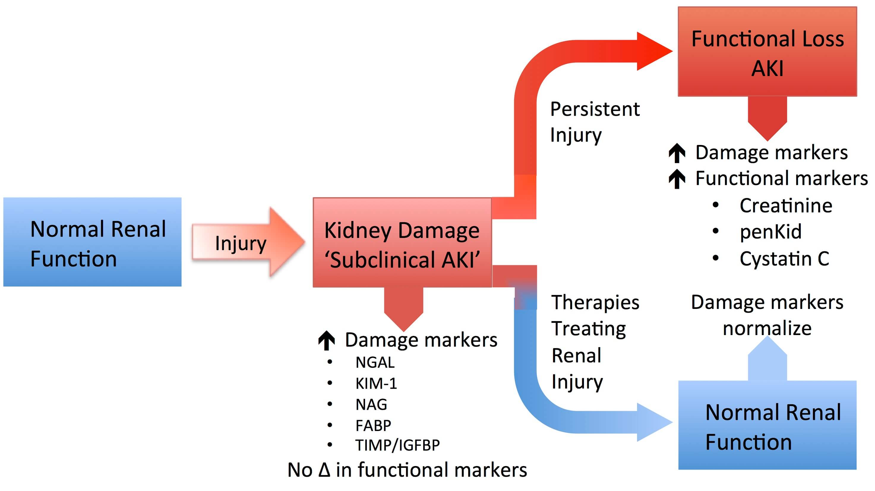 腎損傷分子（KIM-1）與其他腎損傷標(biāo)志物