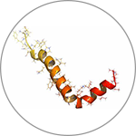 血清樣淀粉蛋白A（SAA）