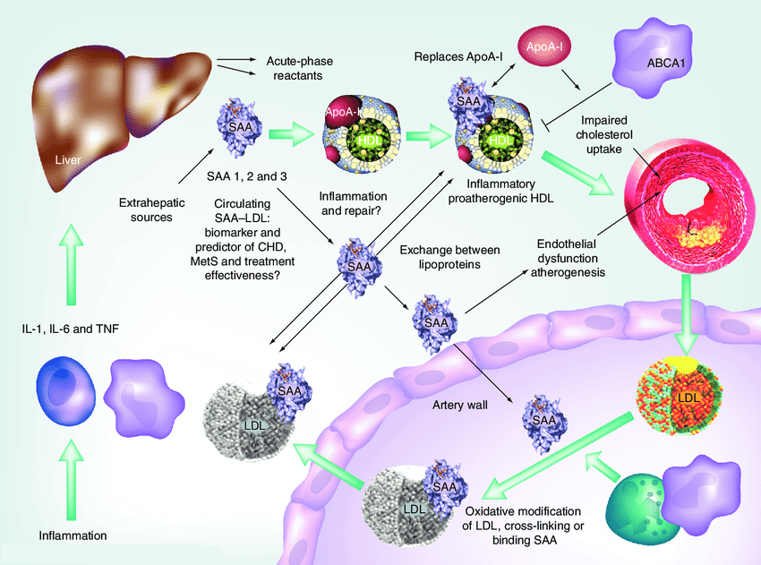SAA在人體內的合成與代謝