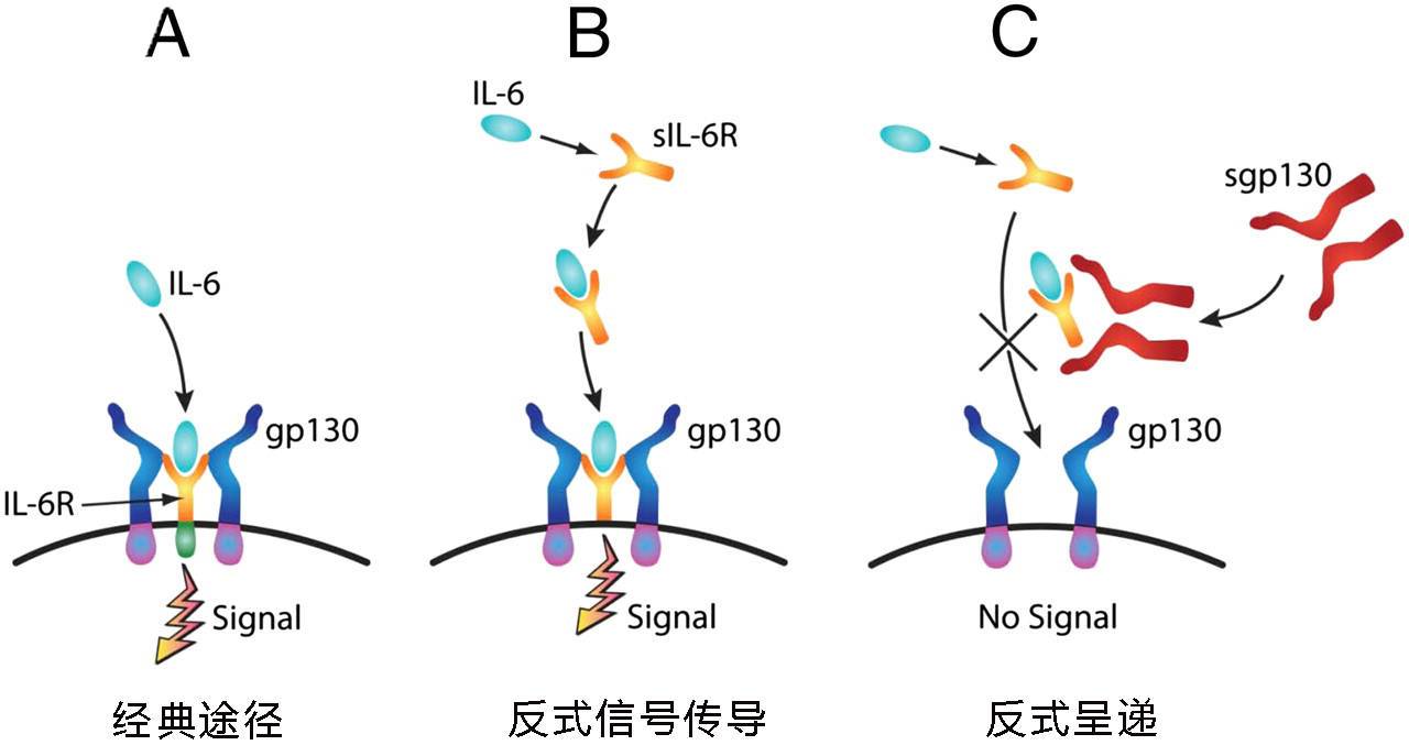 IL-6信號傳導的三種通路
