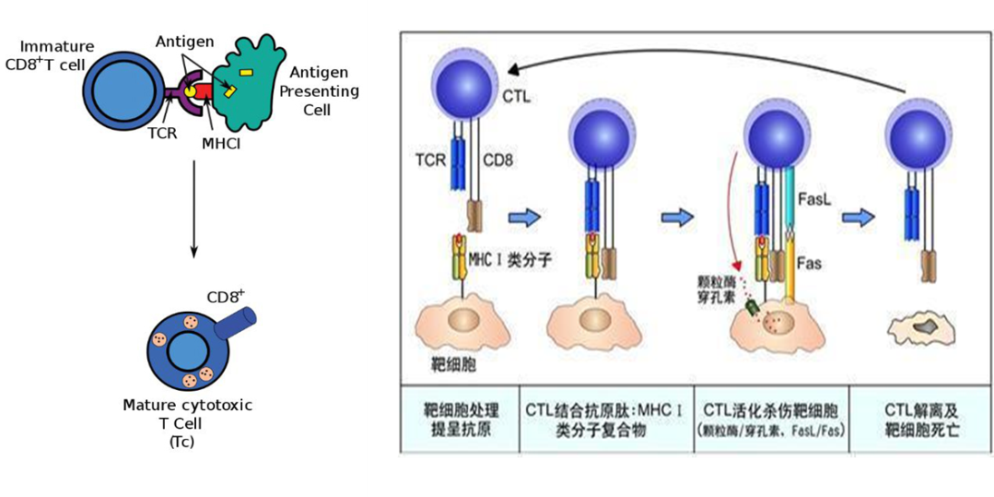 CTL介導的細胞毒效應 CTL介導的細胞毒效應