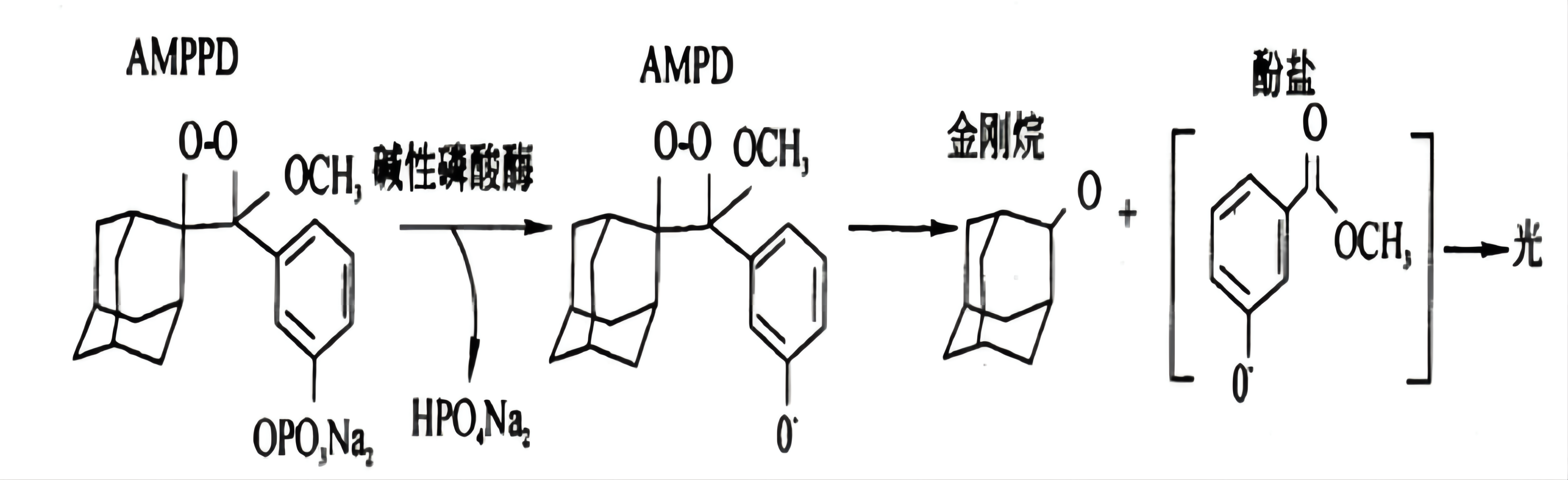 AMPPD發光原理示意圖 AMPPD發光原理示意圖