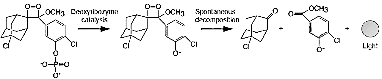 CDP Star發光原理示意圖 CDP Star發光原理示意圖