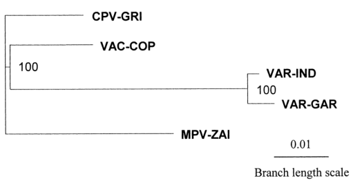 MPV、VAR、CPV、VAC末端可變基因組序列系統發育樹分析