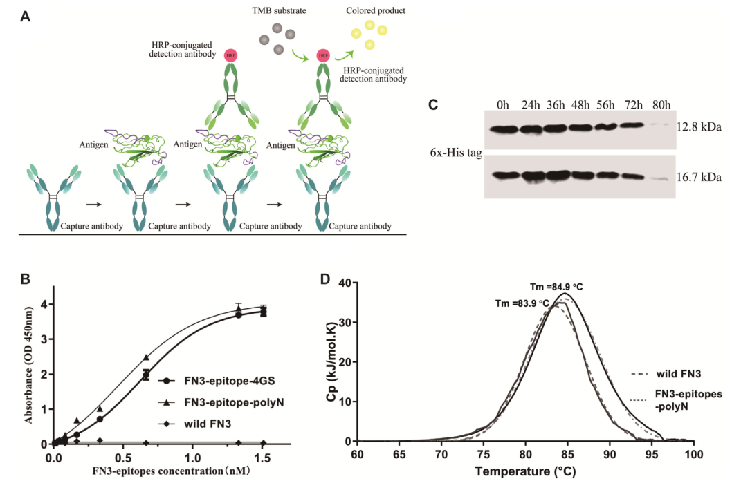 重組蛋白FN3-epitopes-polyN的免疫反應性和穩定性檢測