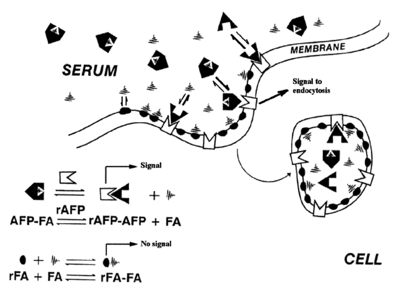 AFP配體飽和形式轉化為無配體形式示意圖
