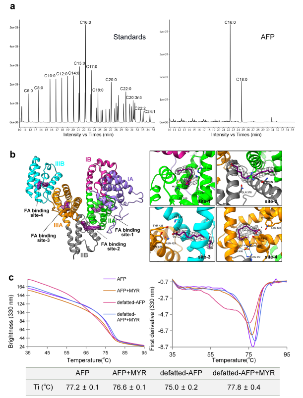 AFP的脂肪酸結合位點